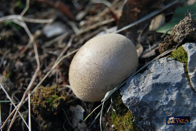 lycoperdon gemmatum.JPG